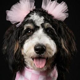 Waffles - Bernedoodle