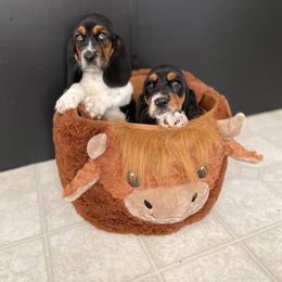 Basset Hound Puppies from Central Kentucky Basset Hounds