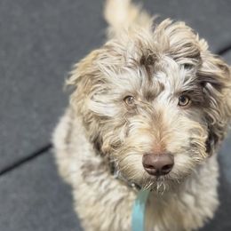 Collies, Goldendoodles, Havapoos, and Labradoodles from Oregon Valley Pups