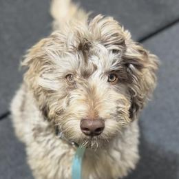 Collies, Goldendoodles, Havapoos, and Labradoodles from Oregon Valley Pups