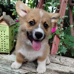 Stanley - Red male Pembroke Welsh Corgi puppy in Forestville, Wisconsin from Bottom Of the Thumb Pembroke Corgis