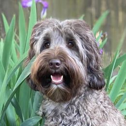 Indy - Australian Labradoodle
