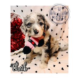Check - Merle female Bernedoodle puppy in Belleville, Michigan from Moose Tracks Bernedoodles