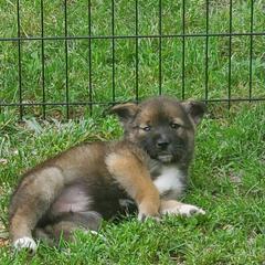 Sporty Mix Puppies from Eternal Symmetry