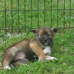 Sporty Mix Puppies from Eternal Symmetry