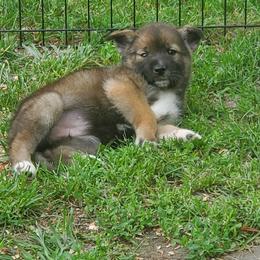 Sporty Mix Puppies from Eternal Symmetry