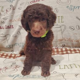 Irish - Brown male Poodle puppy in Lubbock, Texas from Hidden Gems