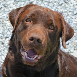 Griz - Labrador Retriever