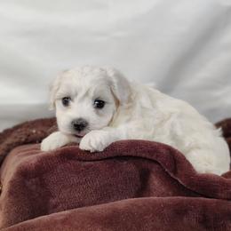 Finley - White male Coton de Tulear puppy in Westfield, North Carolina from Legacy Pets