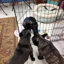 Cane Corso, French Bulldog, and Pug Puppies from Winnfall Farms