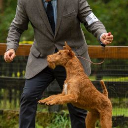 Irish Terriers from Woodley Meadows