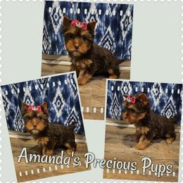 Chocolate female - Chocolate and tan female Yorkshire Terrier puppy in Wartburg, Tennessee from Amanda's Precious Pups