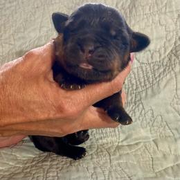 Gale - Black and mahogany female Rottweiler puppy in Crothersville, Indiana from The Solid Rock Kennel