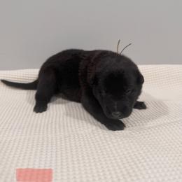 Coral - Black sable female Belgian Malinois puppy in Muskegon, Michigan from Red Acres Working Line K9s