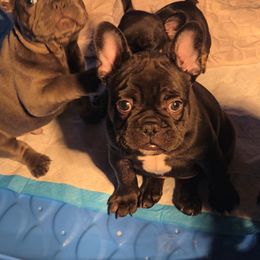 French Bulldog Puppies from Wulfrano Viveros