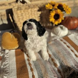 Cockapoo and Labrador Retriever Puppies from Kinkade Kennels