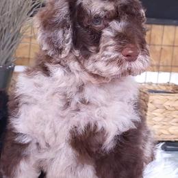 Goldendoodle and Poodle Puppies from Elizabeth Rocha's Doodles