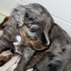Aussiedoodles, Australian Mountain Doodles, Bernedoodles, Cavapoos, and Goldendoodles from CocoLove Doodles