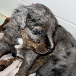 Aussiedoodles, Australian Mountain Doodles, Bernedoodles, Cavapoos, and Goldendoodles from CocoLove Doodles