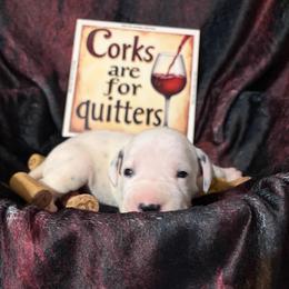 Zin - White and black male Dalmatian puppy in Claremore, Oklahoma from Lotsofdots Dalmatians
