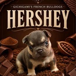 Hershey - Tricolors female French Bulldog puppy in Boyne City, Michigan from Gichigami French Bulldogs