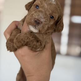 Peanut - Red male Maltipoo puppy in San Diego, California from Maltipoos SD