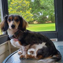 Tilly - Dachshund