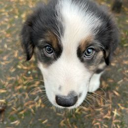 Pumpkin - Black tri-color male Australian Shepherd puppy in Hillsboro, Oregon from Delaney's Australian Shepherds