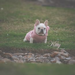 Kit'N - Cream female French Bulldog puppy in San Antonio, Texas from Silkhaus+Frenchies LLC