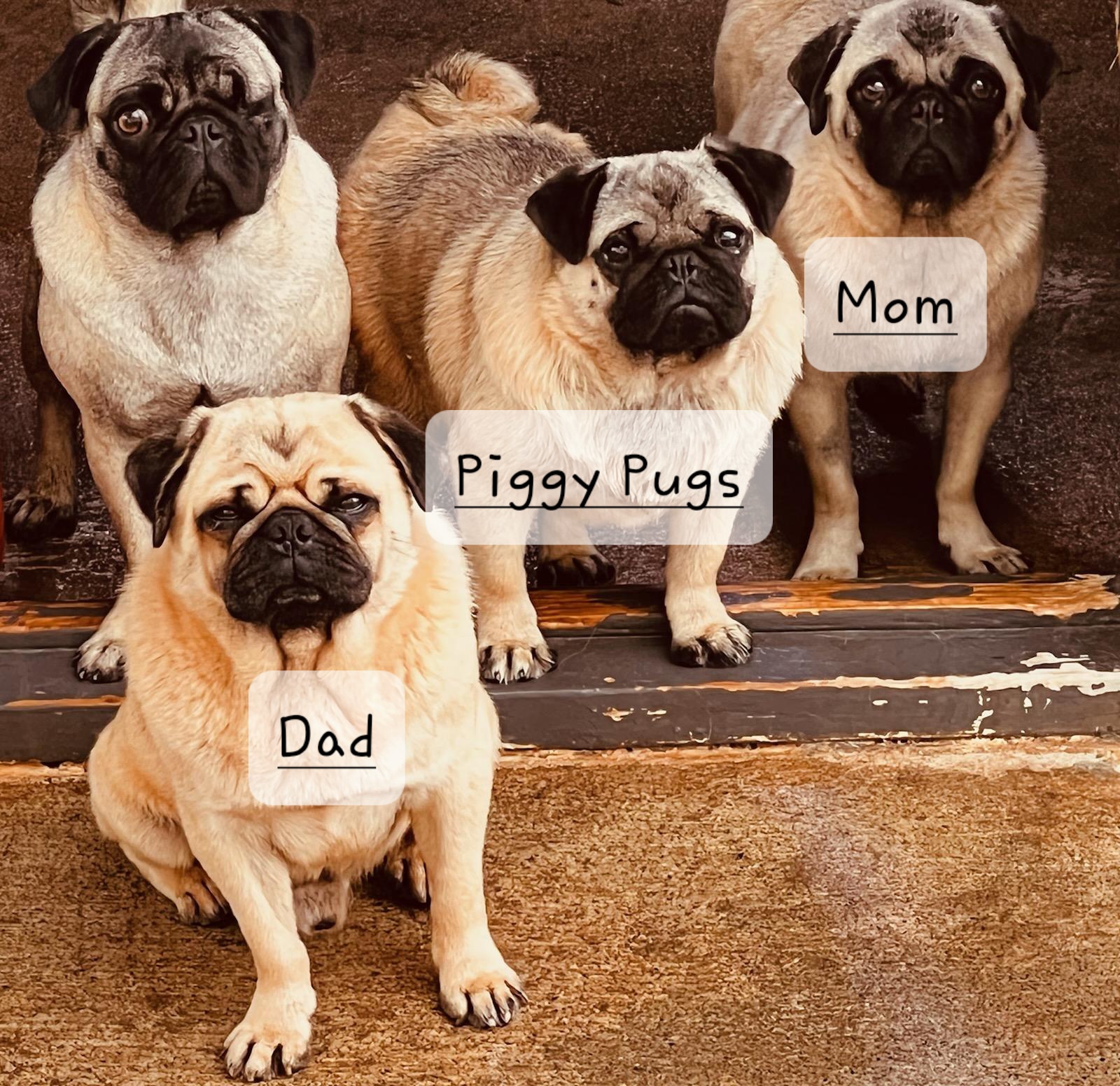 Mun - Pug