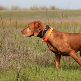 Vizslas from Vizslas