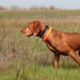 Vizslas from Vizslas