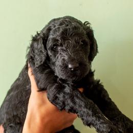 Lime - Black male Poodle puppy in Palmetto, Georgia from Renders Poodles