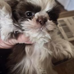 Ethel - Liver and white female Shih Tzu puppy in Green Valley Lake, California from All American Shih Tzu Puppies