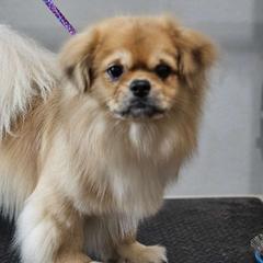 Twix - Tibetan Spaniel