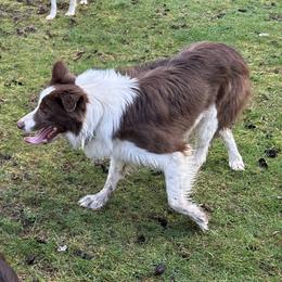 Titus - Border Collie