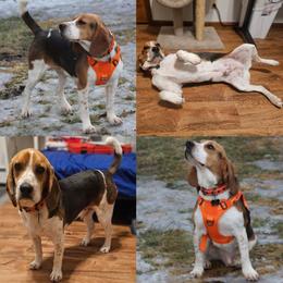 Beagle puppies from Nse Farms Beagles