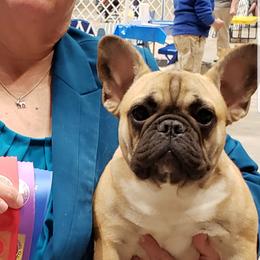 Dande - French Bulldog