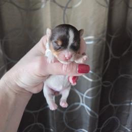 Yorkshire Terrier Puppies from Bridget Dykema