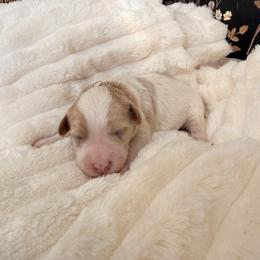Dorothy - Blenheim female Cavapoo puppy in Redding, California from O’Hara  Doodles