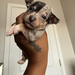 Ghost - Merle male Chihuahua puppy in Charlotte, North Carolina from Lawinski’s Chihuahua World