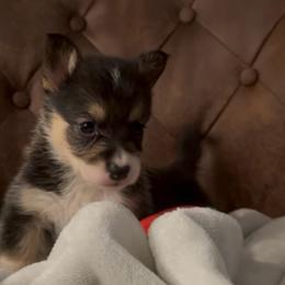 AKC Red - Black and tan female Pembroke Welsh Corgi puppy in Summerfield, Florida from Promise Land Farm