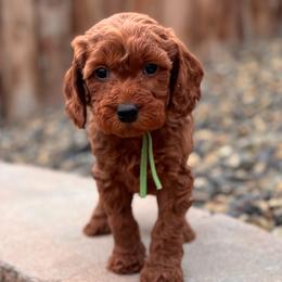 Cupid - Red  male Goldendoodle puppy in Twin Falls, Idaho from Magic Valley Family Doodles