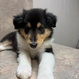 Barnaby - Black white and tan male Collie puppy in Malvern, Arkansas from Lost Acres Collies