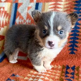Leo - Blue male Pembroke Welsh Corgi puppy in Okeechobee, Florida from HotShot Kennels