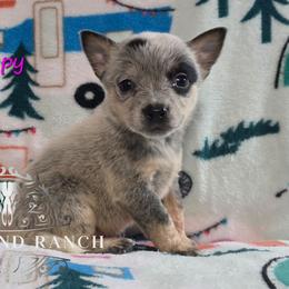 Happy - Blue female Australian Cattle Dog puppy in Silsbee, Texas from Rockin ND Ranch