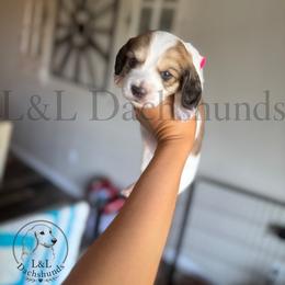 Dachshund Puppies from L&L Dachshunds