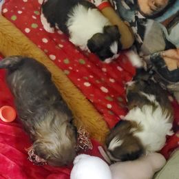Shih Tzu Puppies from Furever Hometown Shih Tzu
