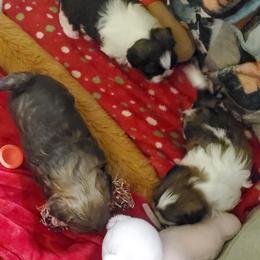 Shih Tzu Puppies from Furever Hometown Shih Tzu