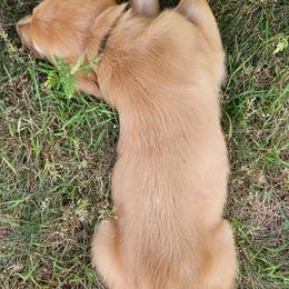 Fontina - Golden female Golden Retriever puppy in Dayton, Minnesota from Akoya Kennels